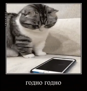 😎 годно годно gatto, telefono, meme, divertente, animale domestico telegram sticker