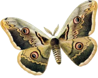 🦋 falena, insetto, farfalla, natura, ali, lepidotteri whatsapp sticker
