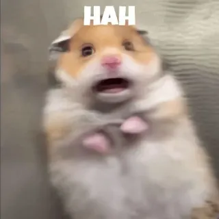 ❤️ HAH hamster, meme, grappig, dier, knaagdier, haha whatsapp sticker
