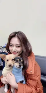 🍄 kobieta, psy, zwierzęta, chihuahua, portret, zwierzęta telegram sticker