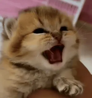 🙀 кот, котенок, животное, питомец, милый whatsapp sticker