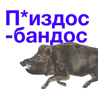 ⚰ П*издос 
-бандос jabalí, corriendo, animal, insulto, ofensivo telegram sticker