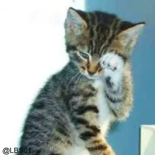 😔 @LBS01 gatito, gato, lindo, animal, mascota, triste, facepalm whatsapp sticker