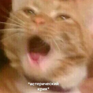 😱 *истерический крик* kot, krzyczący, zwierzę, mem, śmieszne, rosyjski tekst telegram sticker