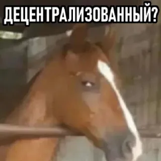 😁 ДЕЦЕНТРАЛИЗОВАННЫЙ? caballo, pregunta, animal, meme whatsapp sticker