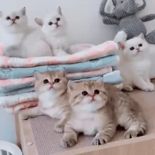 🐈 котята, кошки, милые, животные, питомцы whatsapp sticker
