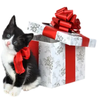 🎁 kitten, cat, present, bow, gift, animal telegram sticker