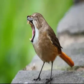 😱 pájaro, león, animal, híbrido, fantasía, naturaleza, fauna telegram sticker