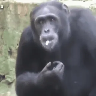 🙈 chimpanzé, animal, singe, faune, primate telegram sticker