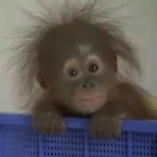 😐 scimmia, bambino, orango, carino, animale, primate whatsapp sticker
