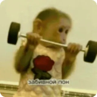 🌟 забивной пон scimmia, animale, sollevamento pesi, fitness, esercizio whatsapp sticker