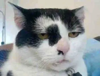 😾 猫, 動物, ペット, ネコ科, 家畜, 哺乳類 telegram sticker