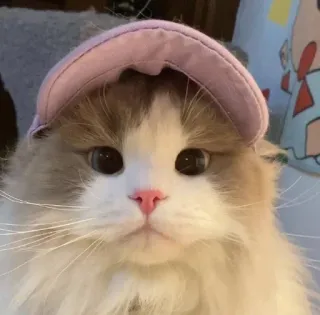 🧢 고양이, 모자, 귀여운, 애완동물, 동물, 폭신한 telegram sticker