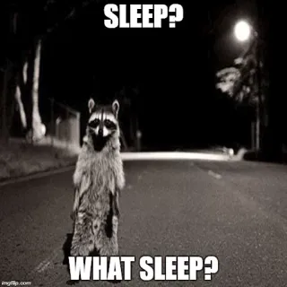 👻 SLEEP? WHAT SLEEP? mapache, dormir, meme, insomnio, noche, animal whatsapp sticker