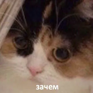 😐 зачем kat, schattig, dier, vraag, russisch telegram sticker