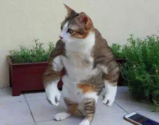 💪 gato, animal, musculoso, meme, engraçado, animal de estimação, forte whatsapp sticker