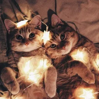 🐾 gatos, animais, animais de estimação, fofo, estrelas, luzes, gatinhos, amizade telegram sticker