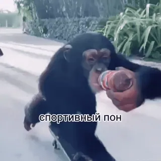 🥇 спортивный пон monkey, ape, animal, drink, skateboard, sport telegram sticker