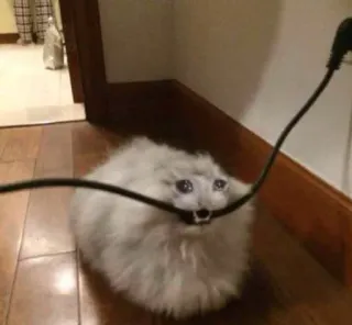 😭 cat, kitten, fluffy, animal, pet, meme, cute whatsapp sticker