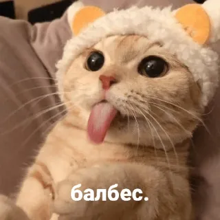 😝 балбес. gato, animal, língua, fofo, engraçado telegram sticker