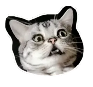 😰 mèo, sốc, sợ hãi, động vật, meme, thú cưng telegram sticker