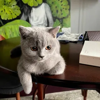 🙋‍♂️ kucing, hewan, abu-abu, british shorthair, hewan peliharaan, imut telegram sticker