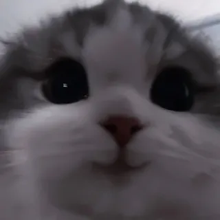 🐈 kot, słodki, kociak, zwierzę, zwierzak, domowy telegram sticker