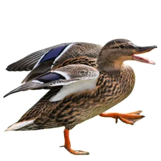 🦆 утка, кряква, птица, животное, природа telegram sticker