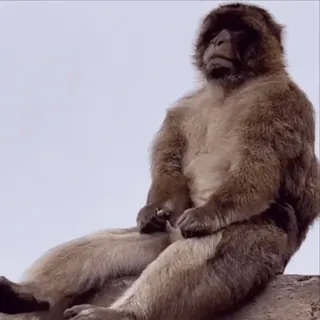 😄 macaco, primata, animal, mamífero, primata, natureza, vida selvagem whatsapp sticker