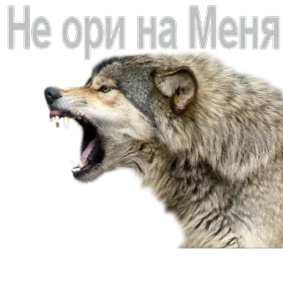 😲 Не Ори на Меня chó sói, tức giận, động vật, nga, nhãn dán, hung dữ telegram sticker