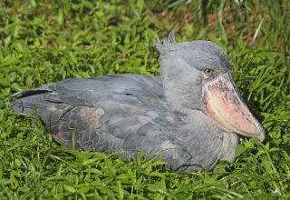 😴 pássaro, bico-de-sapato, animal, vida selvagem, natureza telegram sticker