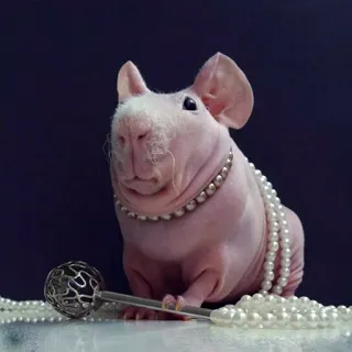 Морские свинки telegram stickers
