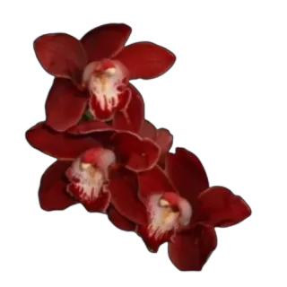 ❤ flower, orchid, red, floral, plant, nature telegram sticker