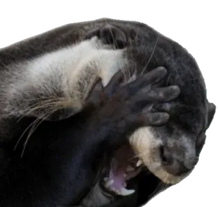 😱 otter, facepalm, animal, mammal, wildlife, funny, meme telegram sticker