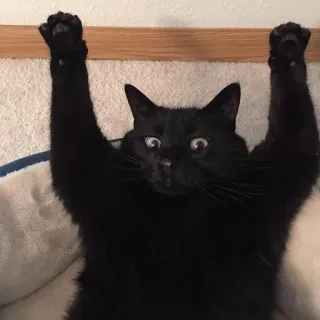 😶 cat, black cat, paws, funny, animal, pet telegram sticker