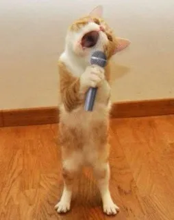 🎤 고양이, 마이크, 노래, 동물, 귀여운, 애완동물, 음악 telegram sticker