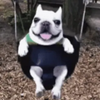 🐶 chien, balançoire, joyeux, mignon, animal, bouledogue français whatsapp sticker