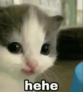 @Byeera 's meow😺 :: @fStikBot telegram stickers