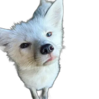 🤨 fox, white fox, animal, cute, wildlife telegram sticker