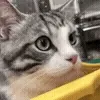 😸