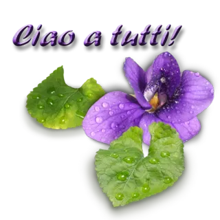 🌸 Ciao a tutti! цветок, фиалки, приветствие, природа, фиолетовый, листья, капли воды telegram sticker
