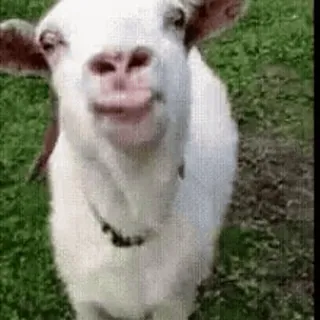 😛 goat, animal, farm animal, funny telegram sticker