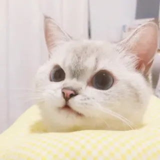 🐈 猫, 子猫, ペット, 動物, かわいい, 飼い猫, ネコ科 whatsapp sticker