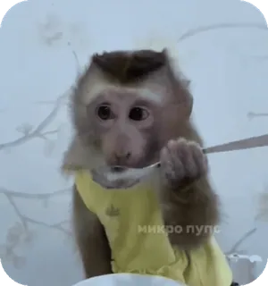 🪸 микро пупс monyet, binatang, lucu, makan, sendok, kaos telegram sticker