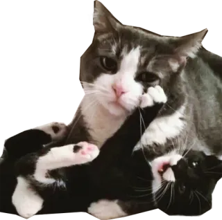 ☹ gato, gatito, animal, mascota, lindo, animal doméstico telegram sticker