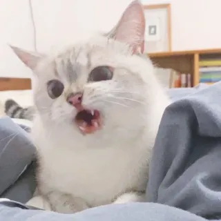 🐈 猫, ペット, 動物, 可愛い, 子猫, ネコ whatsapp sticker
