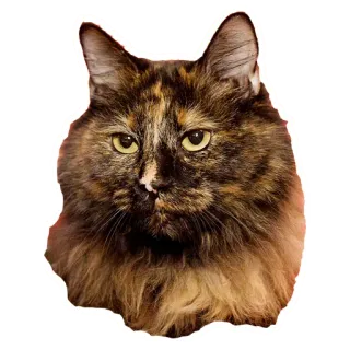 😼 kot, zwierzę, zwierzę domowe, kot szylkretowy, zwierzę domowe, kotowate telegram sticker