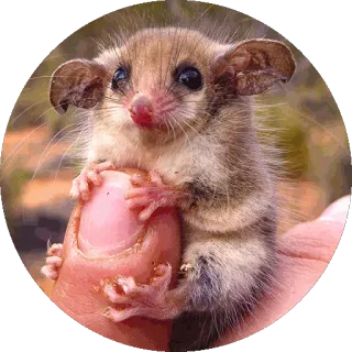 👆 опоссум, сумчатое, животное, дикая природа, милый, палец telegram sticker