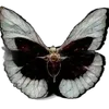 🦋