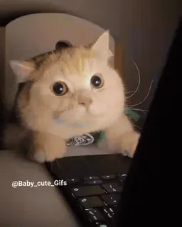 🌟 @Baby_cute_Gifs cat, laptop, cute, adorable, kitten, funny, pet, animal whatsapp sticker